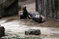 Sea Ã¢â¬â¹Ã¢â¬â¹lion, friendly animals at the Prague Zoo